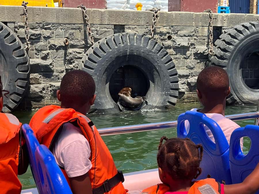 Cape Town: Harbor Cruise - Duration and options: half-hour cruise, plus longer routes if offered