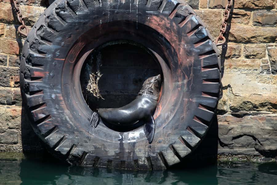 Cape Town: Harbor Cruise - The boat and the pace: small-group viewing for 30 minutes