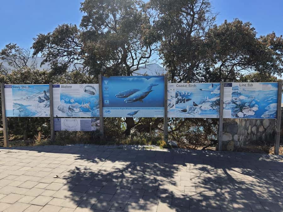 Cape Town: Hermanus Whale Watching Shared Boat & Penguins - Key Points You Should Know