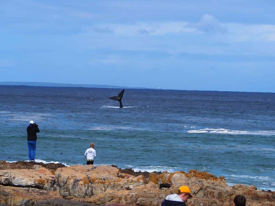 Cape Town: Hermanus Whale Watching Shared Boat & Penguins - Hermanus Lunch Time and Town Wandering: Use It Like a Local