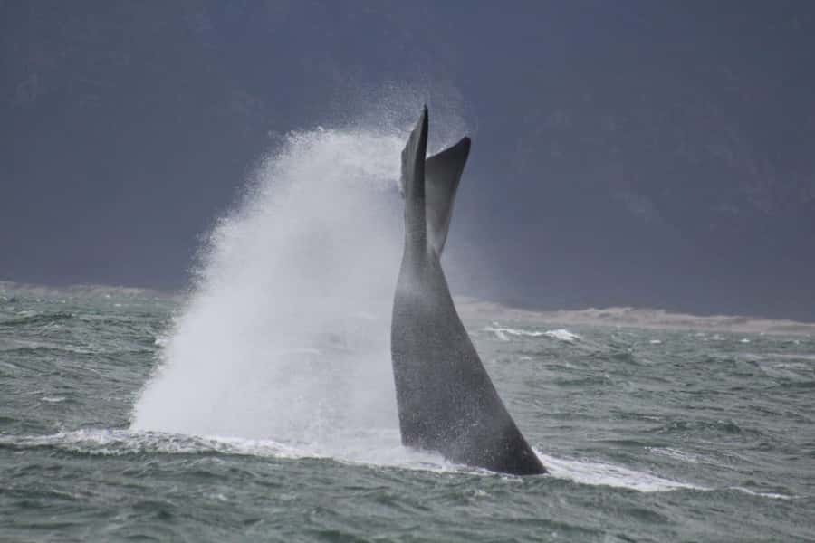 Cape Town: Hermanus Whale Watching Shared Boat & Penguins - Whale Coast Drive: A Scenic Bonus That Keeps the Day Moving