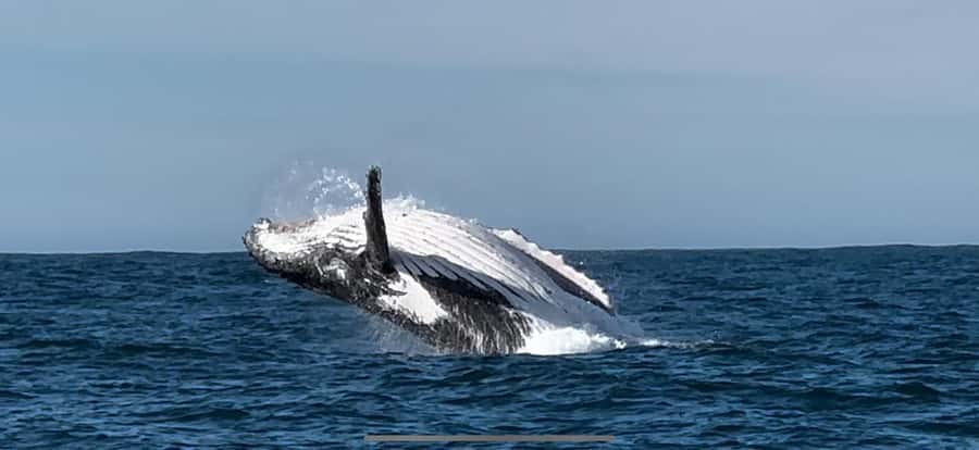 Cape Town: Hermanus Whale Watching Shared Boat & Penguins - Reliability Notes: How to Protect Your Day