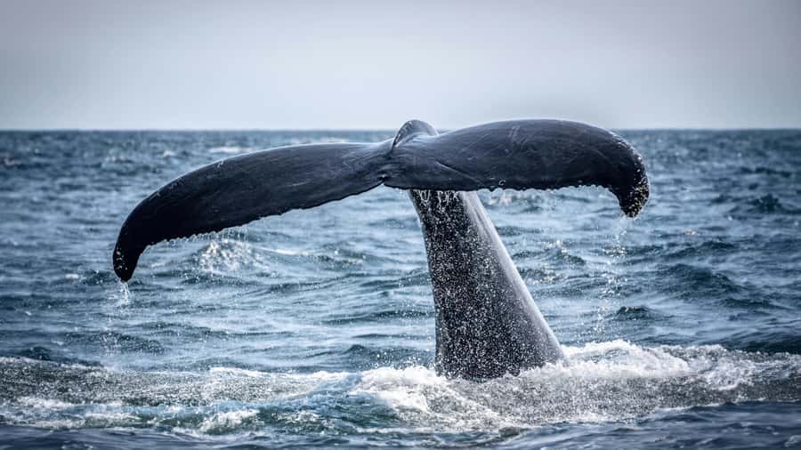 Cape Town: Hermanus Whale Watching Tour - Key points before you go