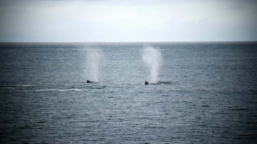 Cape Town: Hermanus Whale Watching Tour - Cape Town to Hermanus, the drive that sets your mood