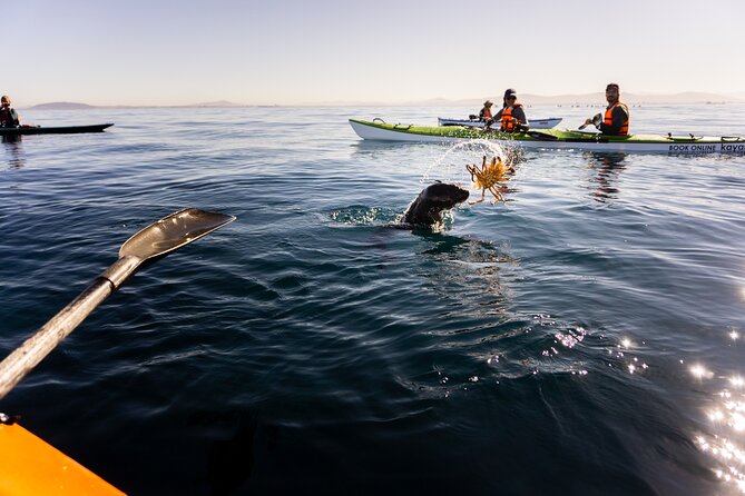 Cape Town Kayak Adventure in Table Mountain Marine Reserve - Wildlife spotting, from dolphins to seals to the random surprise