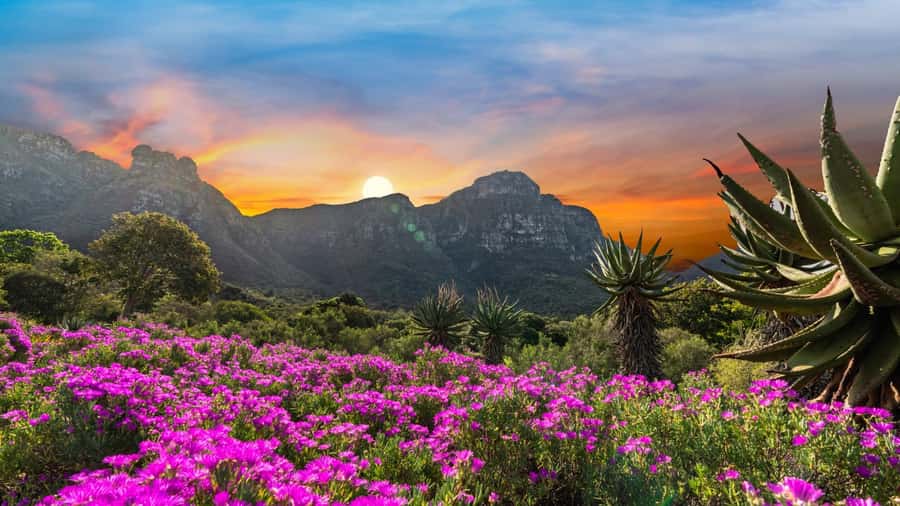 Cape Town: Kirstenbosch Botanical Garden Entry Ticket - Key highlights worth planning around