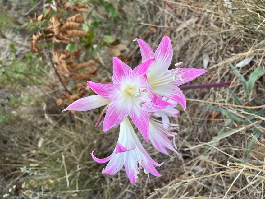 Cape Town: Lion's Head Sunrise or Sunset Guided Hike - Guides, local stories, and why names keep popping up