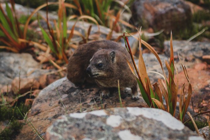 Cape Town: Magical Lion's Head Hike - What to Bring, Wear, and Expect From a Morning Hike