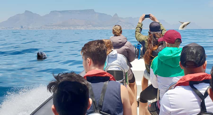 Cape Town: Marine Big 5 Ocean Safari from V&A Waterfront - Key highlights to know before you go