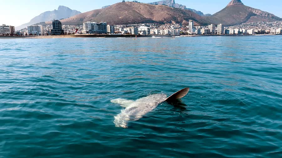 Cape Town: Marine Big 5 Ocean Safari from V&A Waterfront - How long you’re really out there, and why 90 minutes is a sweet spot