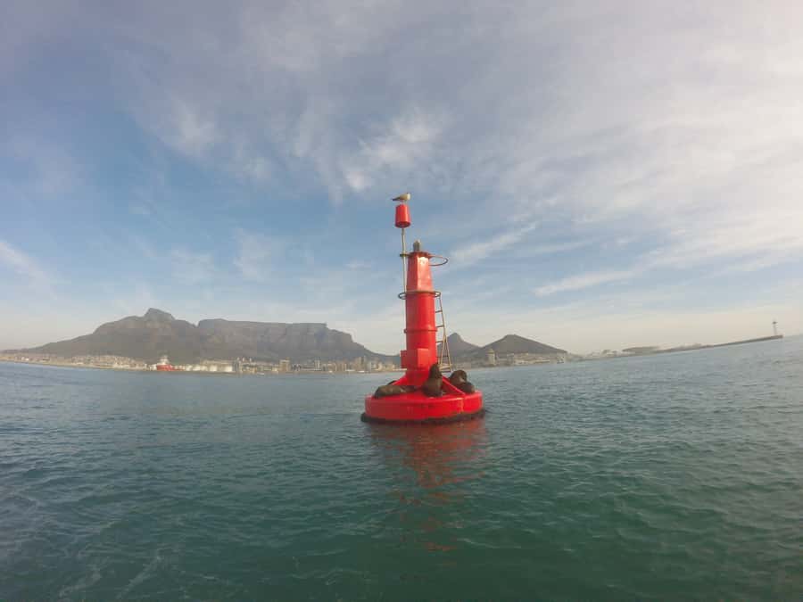 Cape Town: Marine Big 5 Ocean Safari from V&A Waterfront - Weather and sea conditions: why the route can change