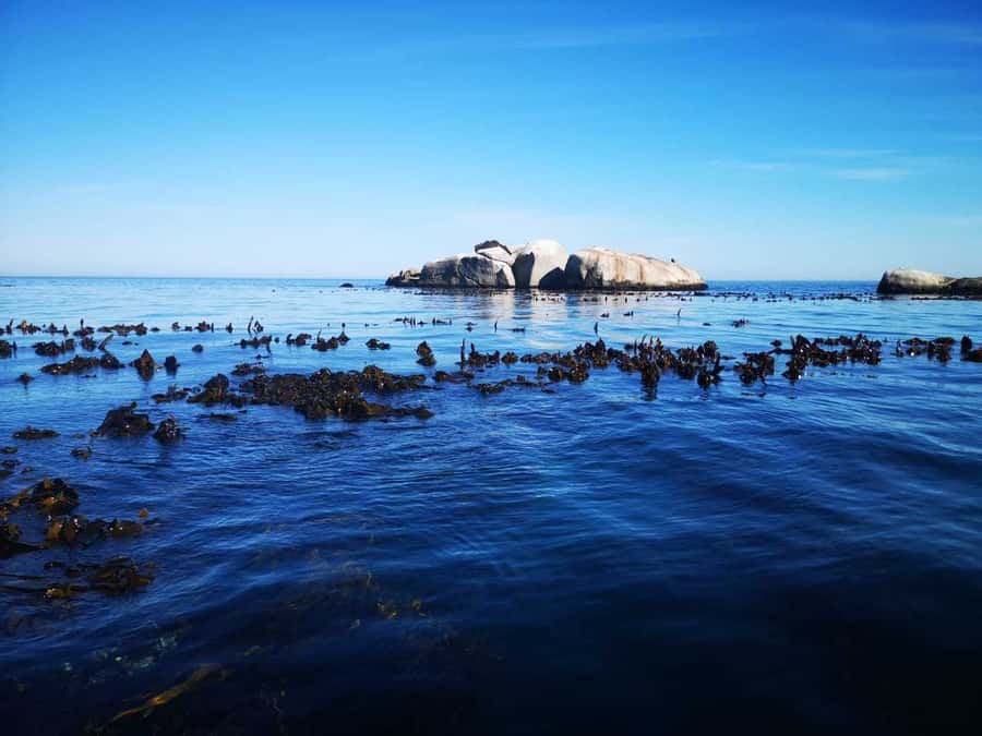 Cape Town: Marine Big 5 Ocean Safari from V&A Waterfront - Price and value at about $68 per person