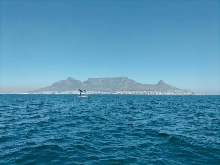 Cape Town: Marine Biologist Led Safari Tour - V&A Waterfront - Key things I’d plan around before you go