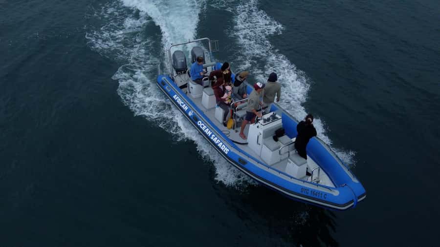 Cape Town: Marine Biologist Led Safari Tour - V&A Waterfront - From Marina Swing Bridge to Table Bay, this tour is built for short and sweet viewing