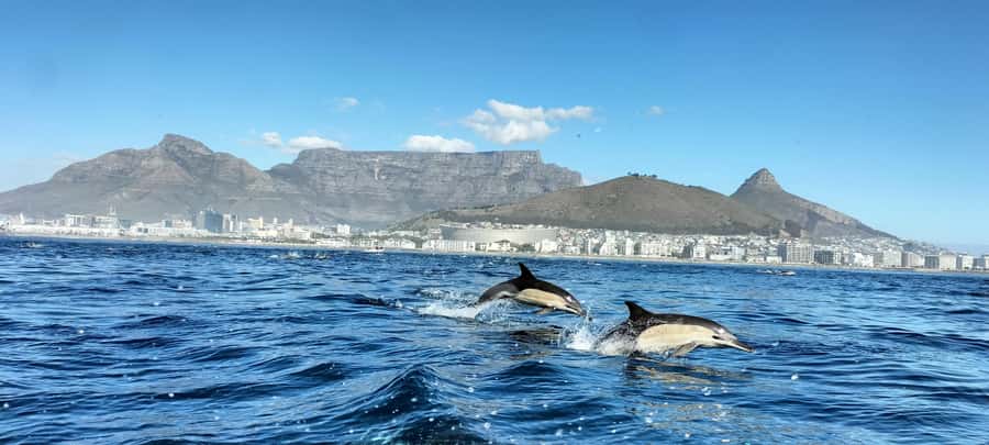 Cape Town: Marine Biologist Led Safari Tour - V&A Waterfront - Wildlife in Table Bay: dolphins, seals, penguins, sunfish, and the whale bonus