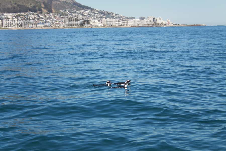Cape Town: Marine Biologist Led Safari Tour - V&A Waterfront - Price and value: $84 is more than a boat ride