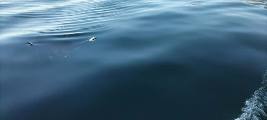 Cape Town: Marine Biologist Led Safari Tour - V&A Waterfront - Who should book this safari, and who should skip it
