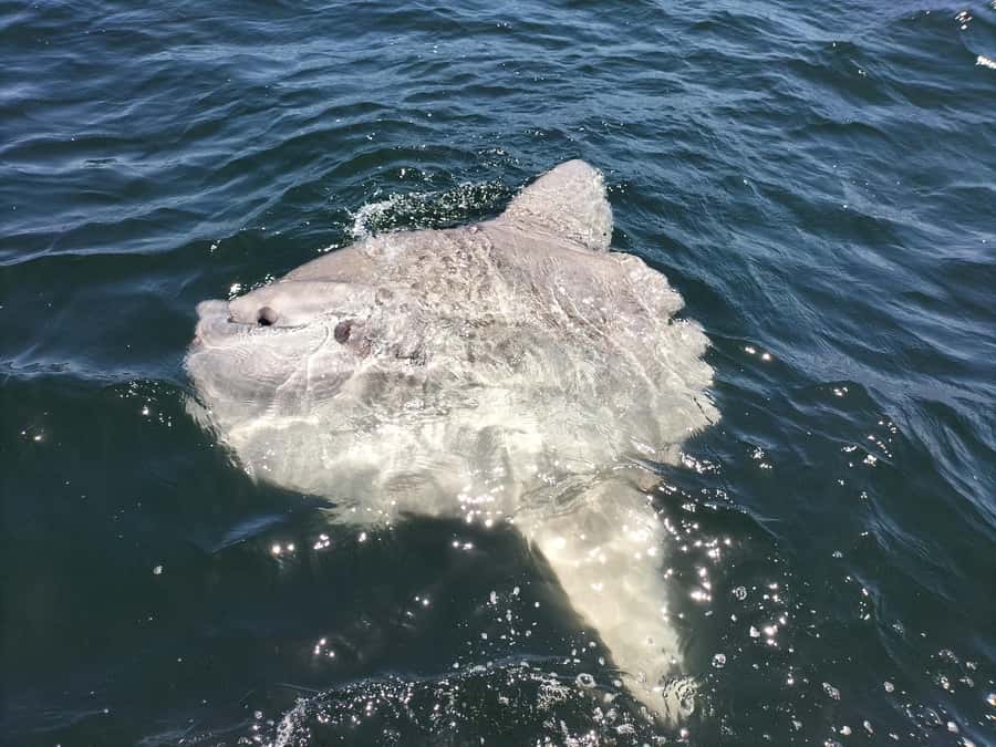 Cape Town: Marine Biologist Led Safari Tour - V&A Waterfront - The Marine Biologist onboard: what you’ll actually notice out there