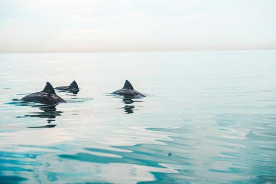 Cape Town: Marine Life Kayak Tour From the V&A Waterfront - Wildlife sightings: dolphins, seals, penguins, whales, and how to set your expectations