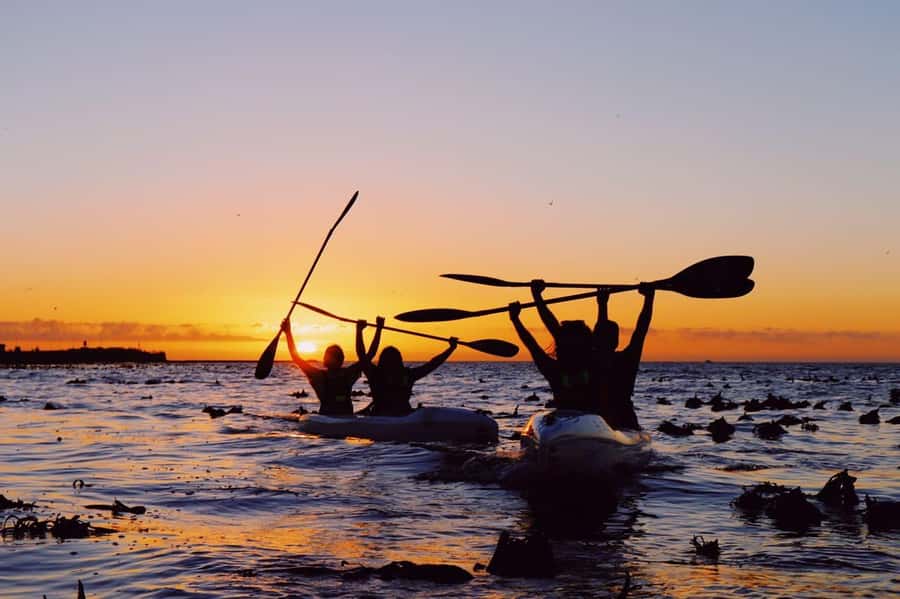 Cape Town: Marine Life Kayak Tour From the V&A Waterfront - Who should book this marine life kayak tour, and who might prefer something else