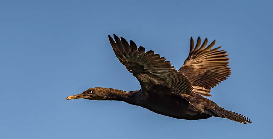 Cape Town: Marine Wildlife Tour from the V&A Waterfront - FAQ