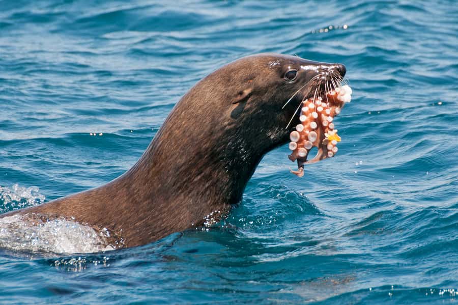 Cape Town: Marine Wildlife Tour from the V&A Waterfront - The 90-Minute Cruise Reality, Time on the Water, and How It Plays Out