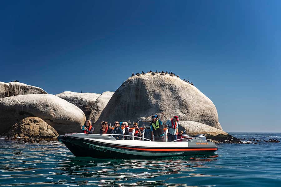 Cape Town: Marine Wildlife Tour from the V&A Waterfront - Robben Island Views, Birdlife Overhead, and Why the Bay Feels Alive