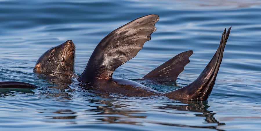 Cape Town: Marine Wildlife Tour from the V&A Waterfront - How the Crew Finds Animals, and What to Do with Your Seat Choice