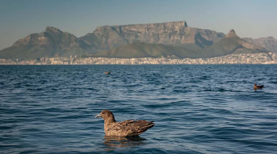 Cape Town: Marine Wildlife Tour from the V&A Waterfront - Price and Value: Why $61 Can Be a Good Deal Here