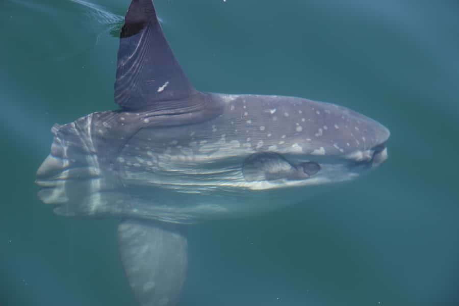 Cape Town: Marine Wildlife Tour from the V&A Waterfront - Best Fit: Who Will Enjoy This Most (and Who Might Not)