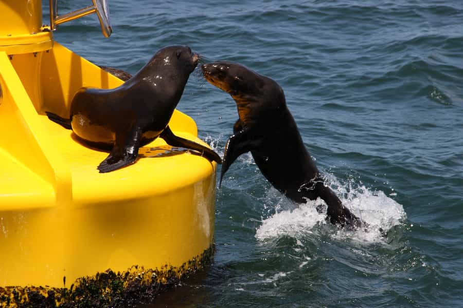 Cape Town: Marine Wildlife Tour from the V&A Waterfront - Should You Book This Marine Wildlife Tour from the V&A Waterfront?