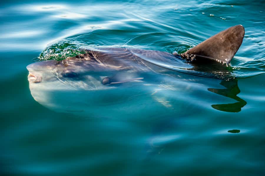 Cape Town: Marine Wildlife Tour from the V&A Waterfront - Wildlife Highlights You’re Paying For: Whales, Dolphins, Seals, Penguins, Sunfish