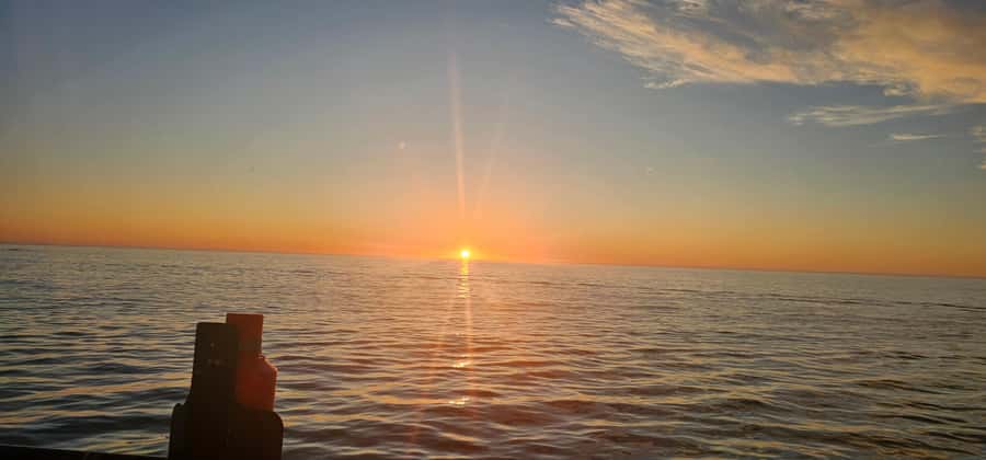 Cape Town: Ocean Safari 1 Hour - What you might see: dolphins, penguins, seals, and whales in season