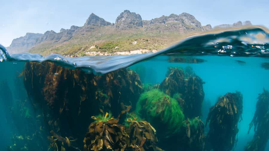 Cape Town: Ocean Safari in Hout Bay - How the Hout Bay Ocean Safari timeline plays out in 4 hours