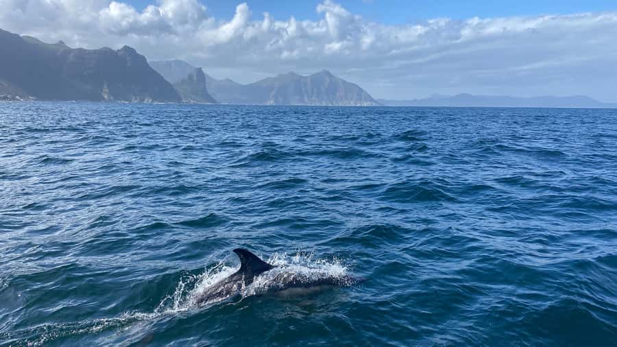 Cape Town: Ocean Safari in Hout Bay - Marine guides and small-group structure that makes you feel looked after