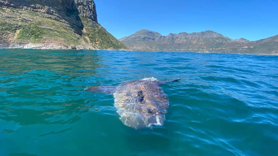 Cape Town: Ocean Safari in Hout Bay - What the comfort stop gets right: hot chocolate, hot showers, WiFi