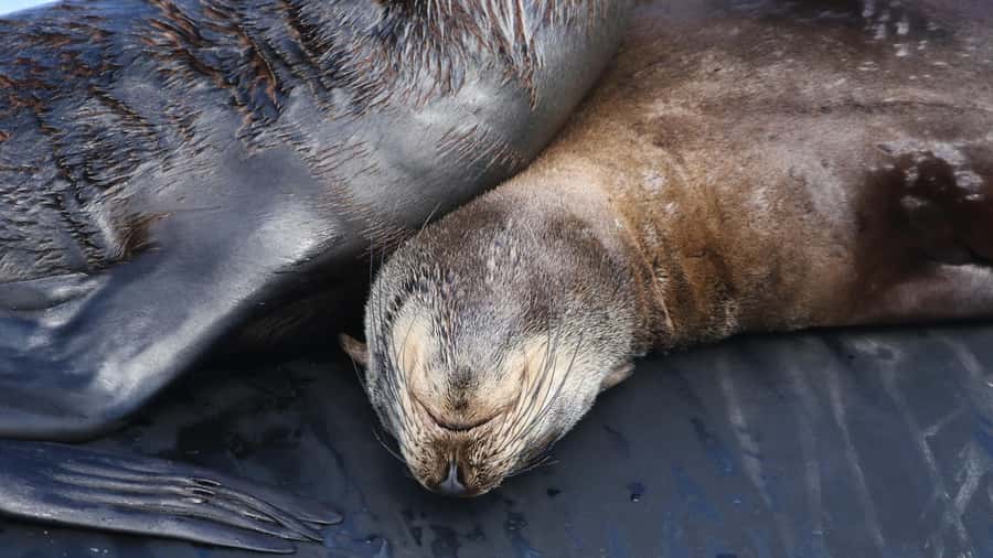 Cape Town: Ocean Safari in Hout Bay - Who should book this Ocean Safari, and who should skip it