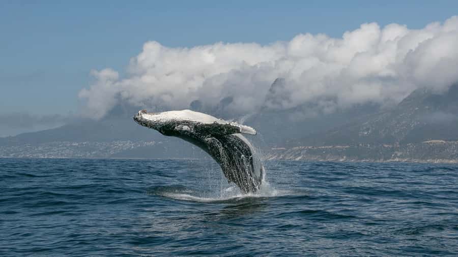 Cape Town: Ocean Safari in Hout Bay - Should you book the Hout Bay Ocean Safari with Animal Ocean?