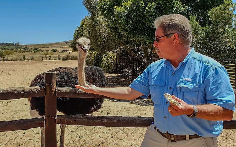 CAPE TOWN: OSTRICH RANCH QUAD BIKE RIDE & OSTRICH TOUR - Should you book the Cape Town Ostrich Ranch Quad Bike Ride and Ostrich Tour?