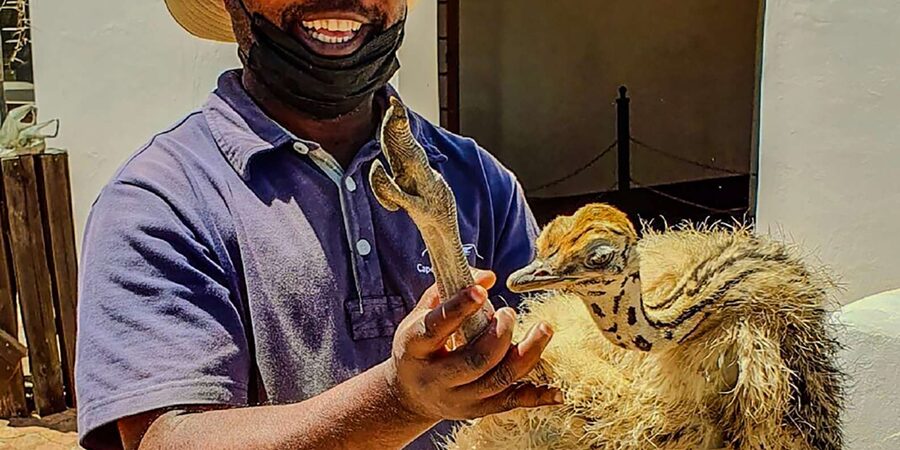 CAPE TOWN: OSTRICH RANCH QUAD BIKE RIDE & OSTRICH TOUR - What to bring and how to ride comfortably