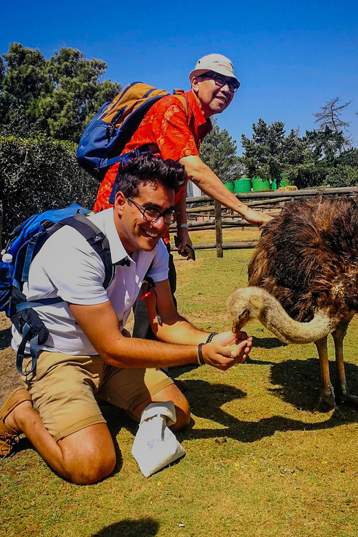 CAPE TOWN: OSTRICH RANCH QUAD BIKE RIDE & OSTRICH TOUR - Who should book this, and who should skip it