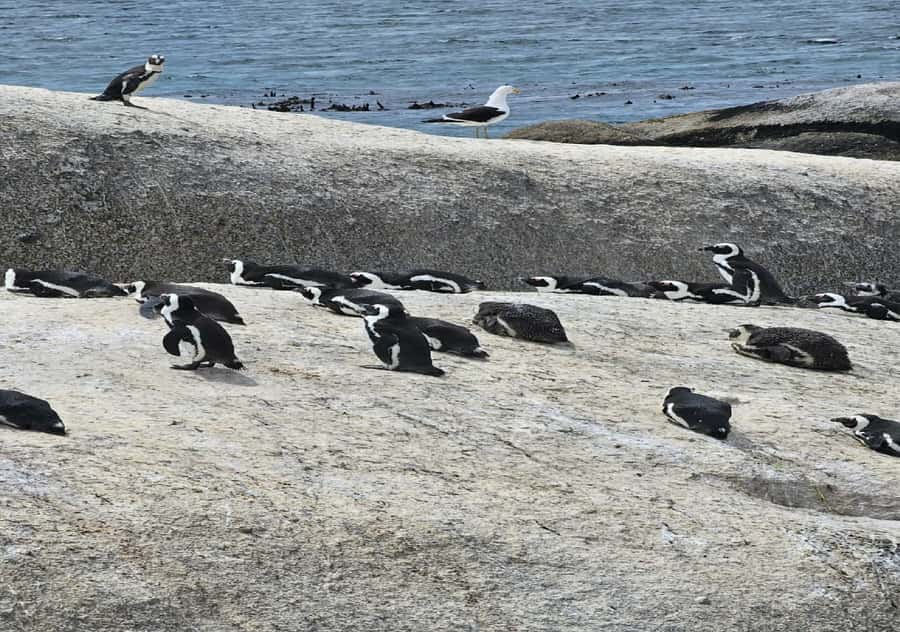 Cape Town: Penguin Watching at Boulders Beach Half Day Tour - Maidens Cove and the Twelve Apostles Mountain range viewpoint