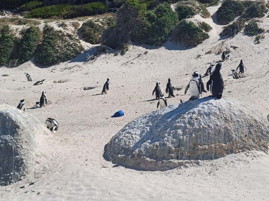Cape Town: Penguins and Cape of Good Hope Sunset Tour - Small-group logistics, timing, and why 4 hours can still feel full
