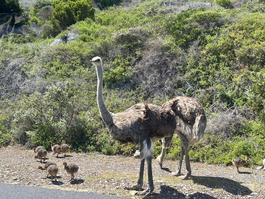 Cape Town: Penguins & Cape of Good Hope Day Tour with Pickup - Price and the real cost, what you pay for beyond the headline rate