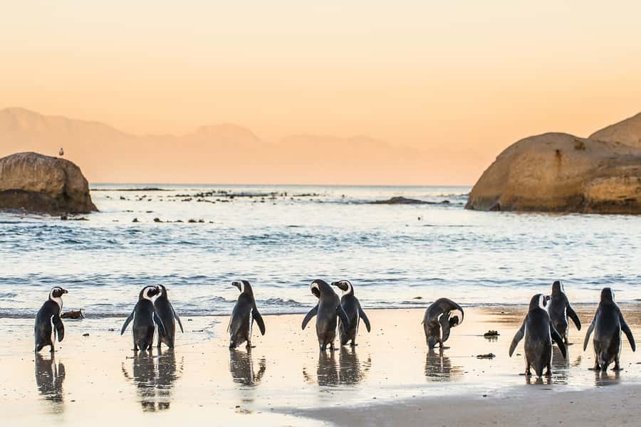 Cape Town: Penguins & Cape of Good Hope Day Tour with Pickup - Morning pickup and the Atlantic Seaboard, Camps Bay to Chapman’s Peak