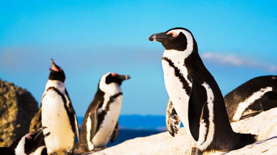 Cape Town: Penguins & Cape of Good Hope Half Day Shared Tour - Stop pacing: What you might love, and what to watch for