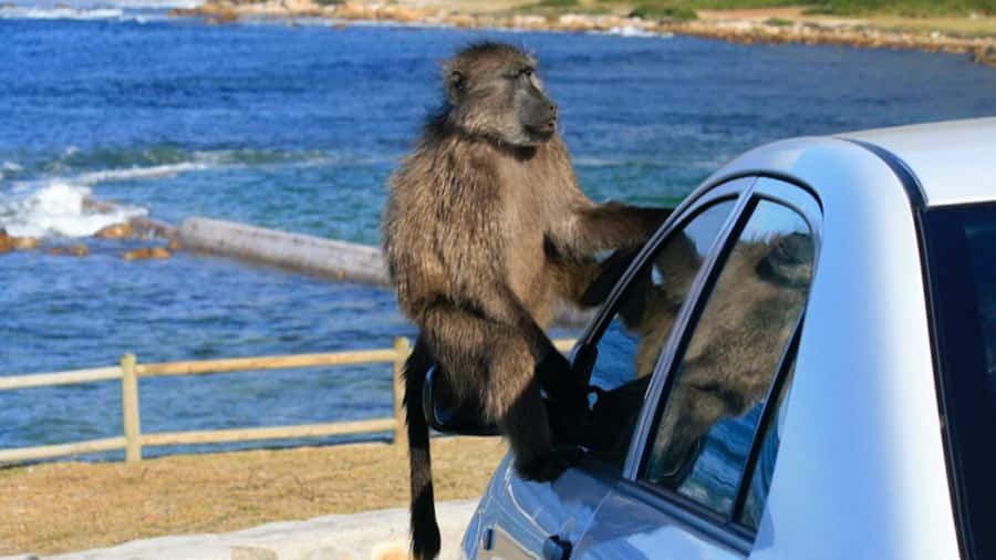 Cape Town: Penguins & Cape of Good Hope Half Day Shared Tour - Route Snapshot: What this half-day tour actually feels like