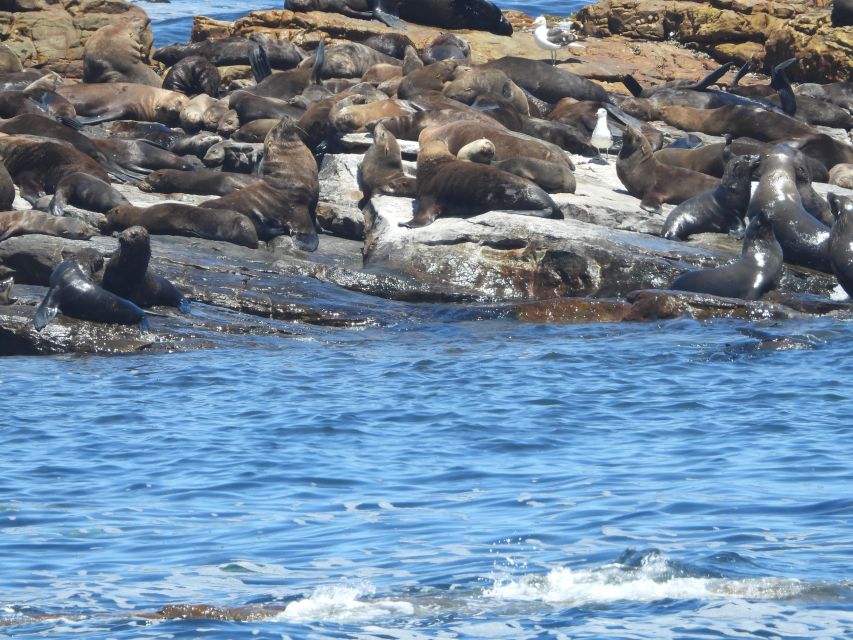 Cape Town: Penguins & Cape of Good Hope Half Day Shared Tour - Cape Point Nature Reserve: Two Ocean Currents and wildlife chances