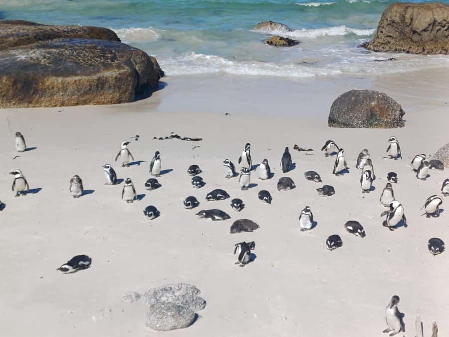 Cape Town: Penguins & Cape of Good Hope Half-Day Tour - Pickup and the False Bay drive: your day starts moving, not waiting