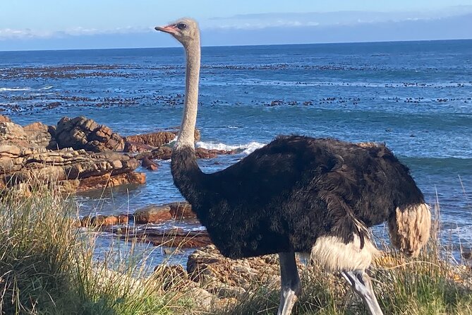 Cape Town: Peninsula, Cape of Good Hope and Penguins Tour - Chapman’s Peak Drive, where the road is the attraction